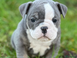 English Bulldog dogs 🌟 health tested parents 🌟 Olde English Puppies🌟 - Advert 5