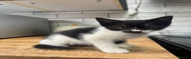 Mixed Breed 4