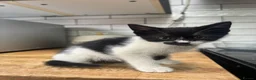 Mixed Breed cats for sale: 8 Week Old Kittens in Birmingham - Advert 6