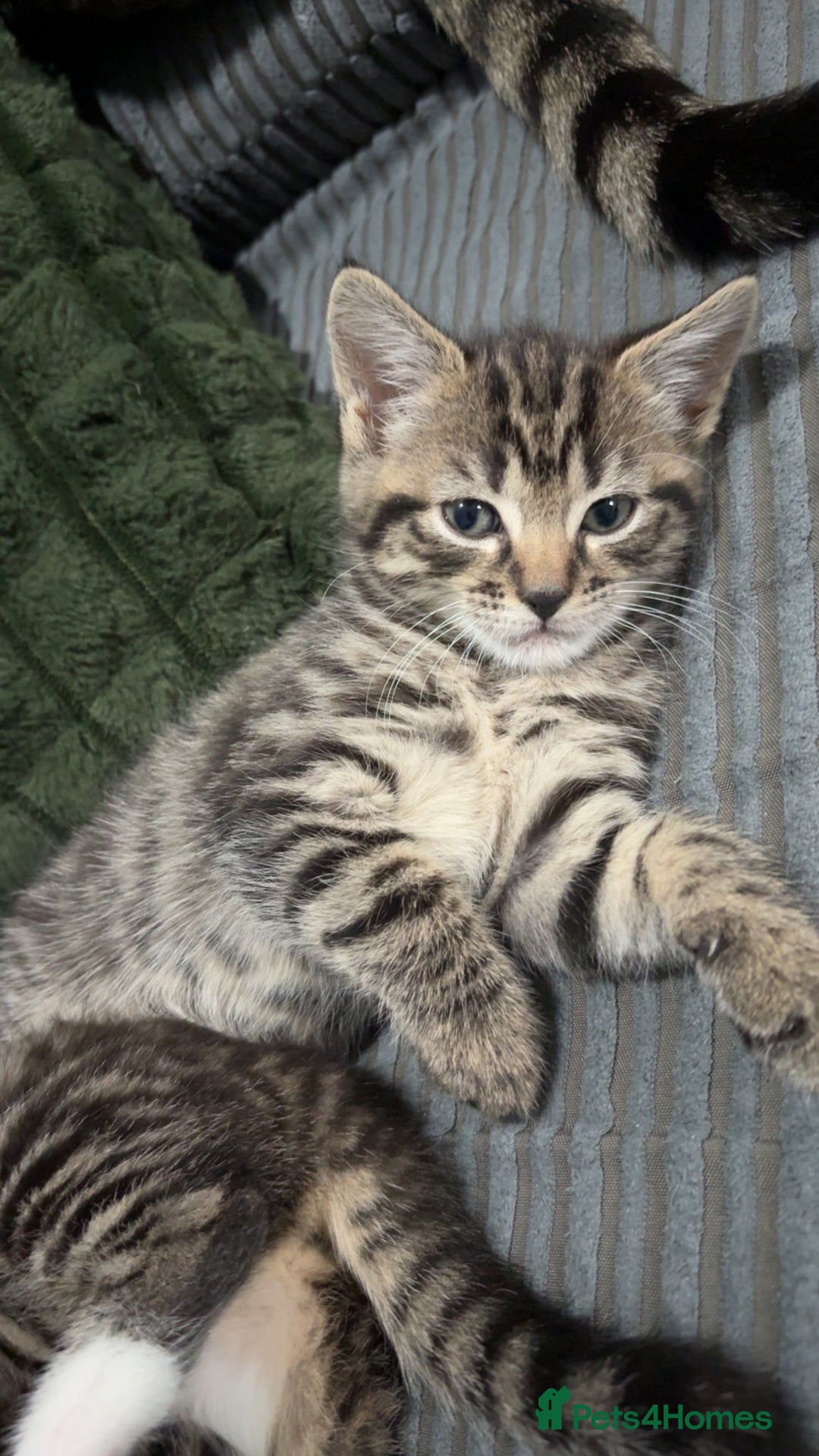Mixed Breed cats for sale: Nala  - Image 3