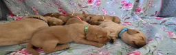 Labrador Retriever dogs for sale: Little Labradors, Ready for Their Next Adventure in Derby - Advert 19
