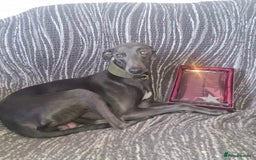 Whippet dogs for sale: KC Registered Blue Whippets - Image 14