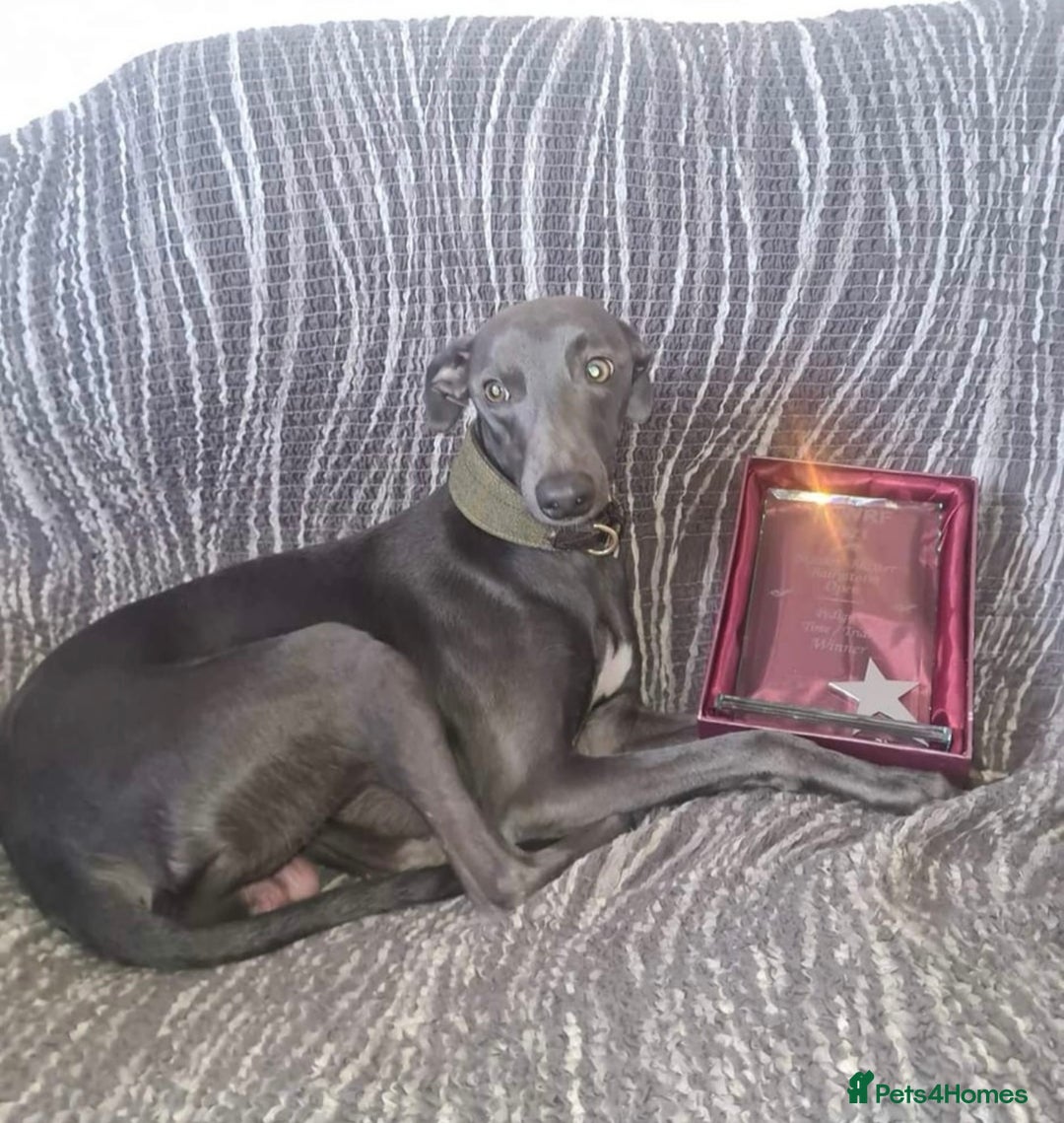 Whippet dogs for sale: KC Registered Blue Whippets - Image 14