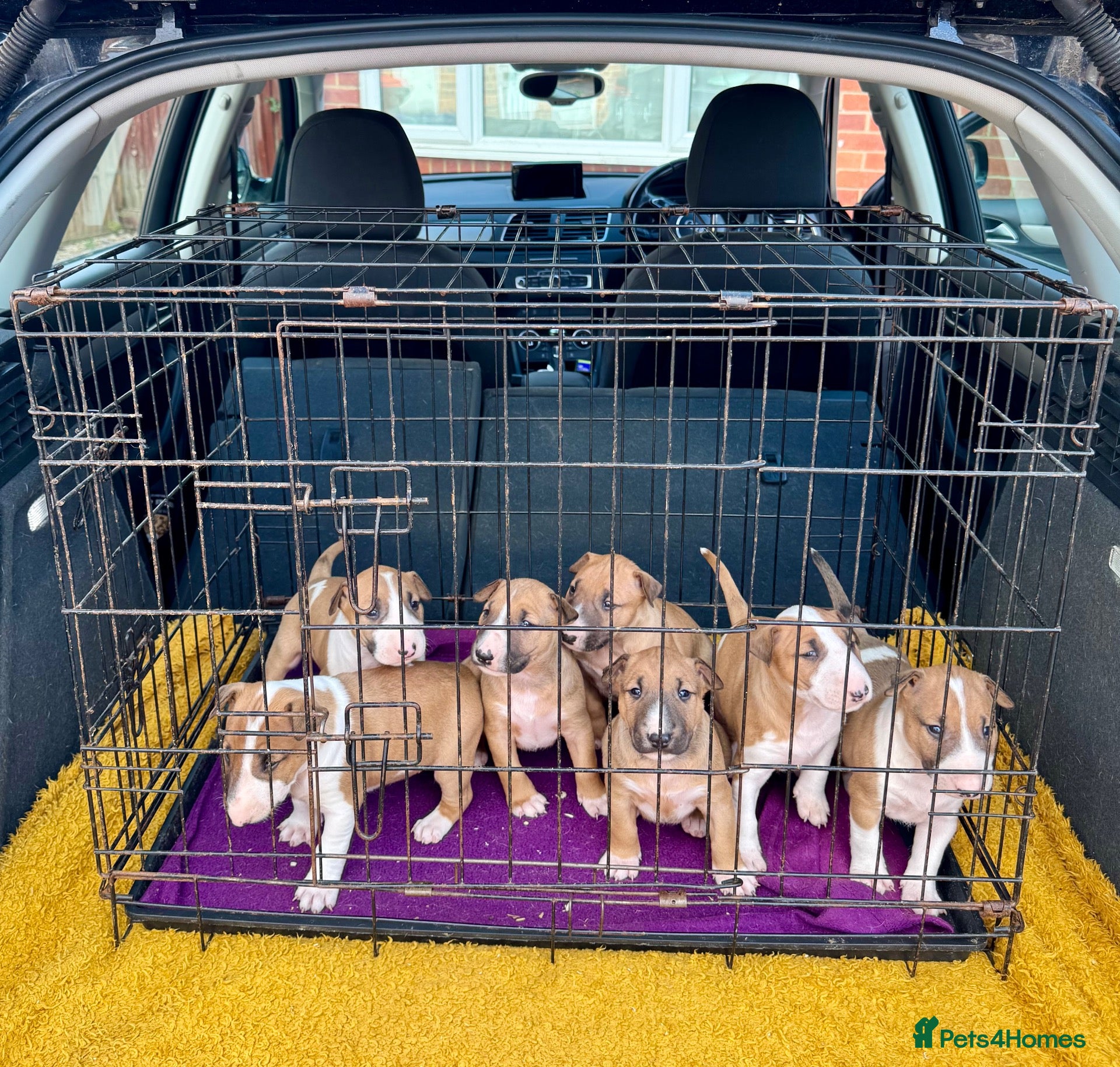 English Bull Terrier dogs  Don’t miss out on this outstanding litter - Advert 18