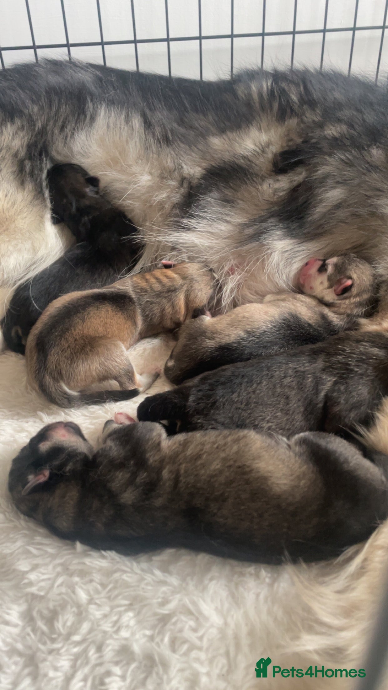 Siberian Husky dogs Husky pups - Advert 13