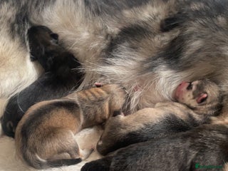 Siberian Husky dogs Husky pups - Advert 16