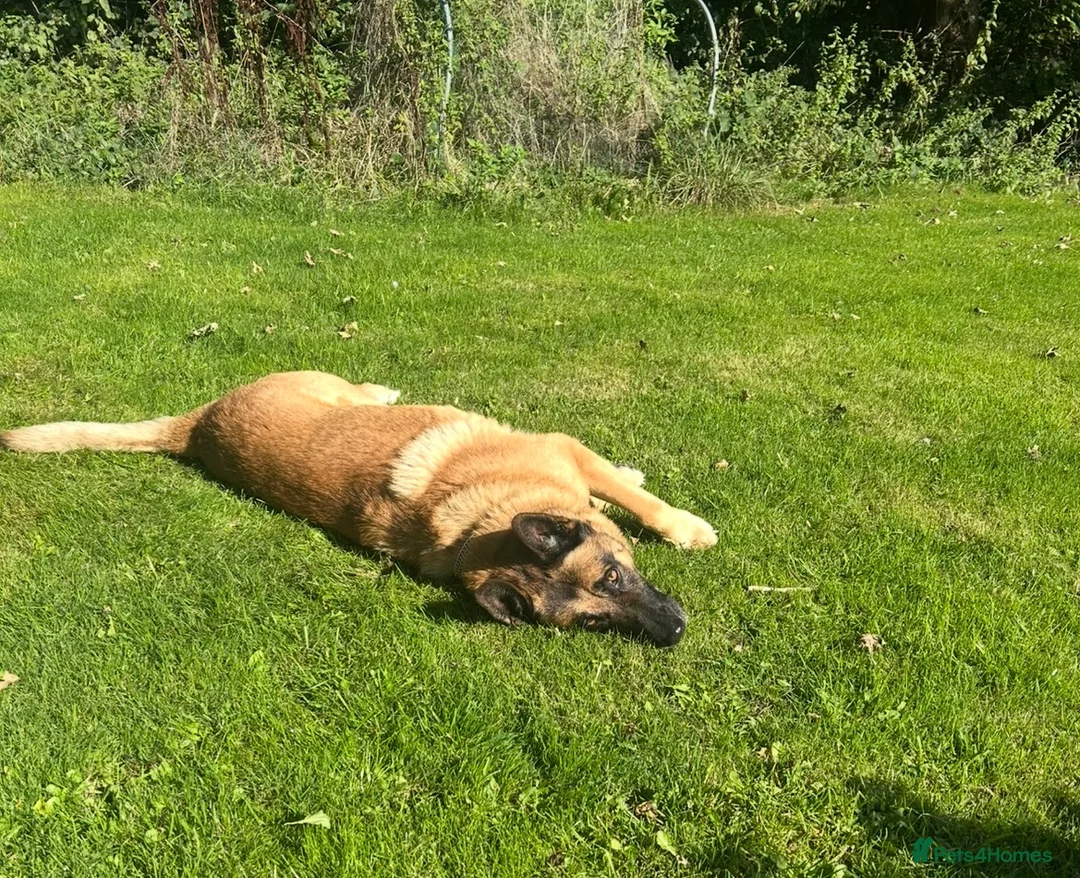 Mixed Breed dogs for stud: Straight-Back GSD/Akita (Age 10 & Thriving) - Advert 4