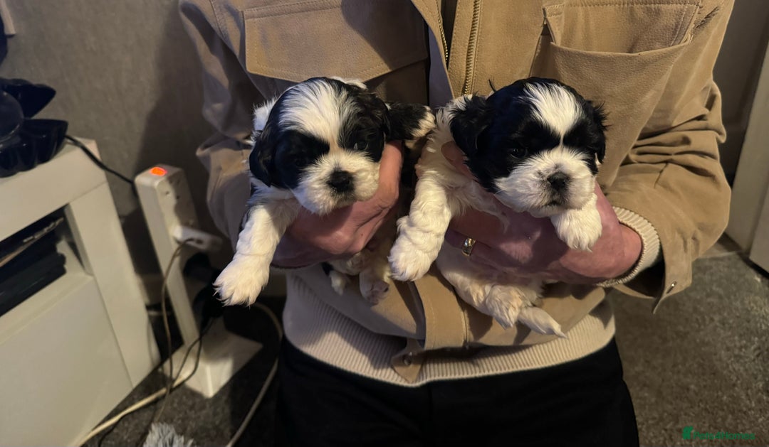 Shih Tzu dogs for sale: Beautiful shih tzu pups for sale - Advert 3