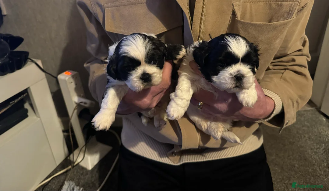 Shih Tzu dogs for sale: Beautiful shih tzu pups for sale - Advert 3