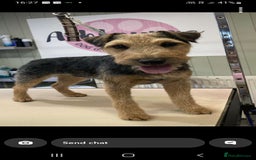 Mixed Breed dogs for sale: Border X Lakeland Terrier Puppies - Image 17