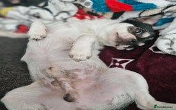 Chihuahua dogs for sale: Chihuahua Male 4years old  - Image 3