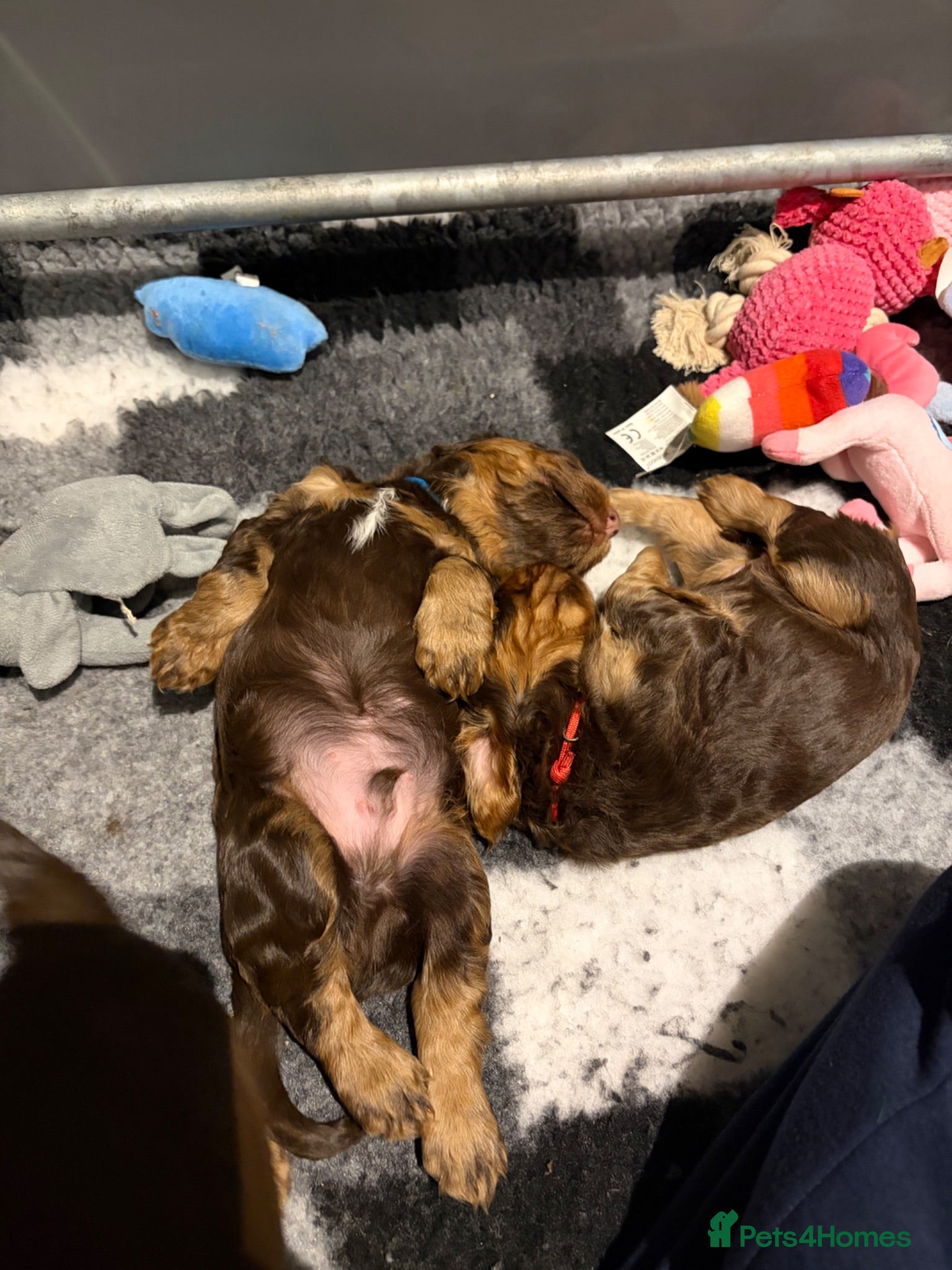 Cocker Spaniel dogs 🐶KC REGISTERED COCKER SPANIEL PUPPYS🐶 - Advert 2
