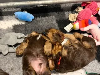 Cocker Spaniel dogs 🐶KC REGISTERED COCKER SPANIEL PUPPYS🐶 - Advert 2