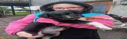 Mixed Breed dogs for sale: Kelpie x puppy  in Tavistock - Advert 4