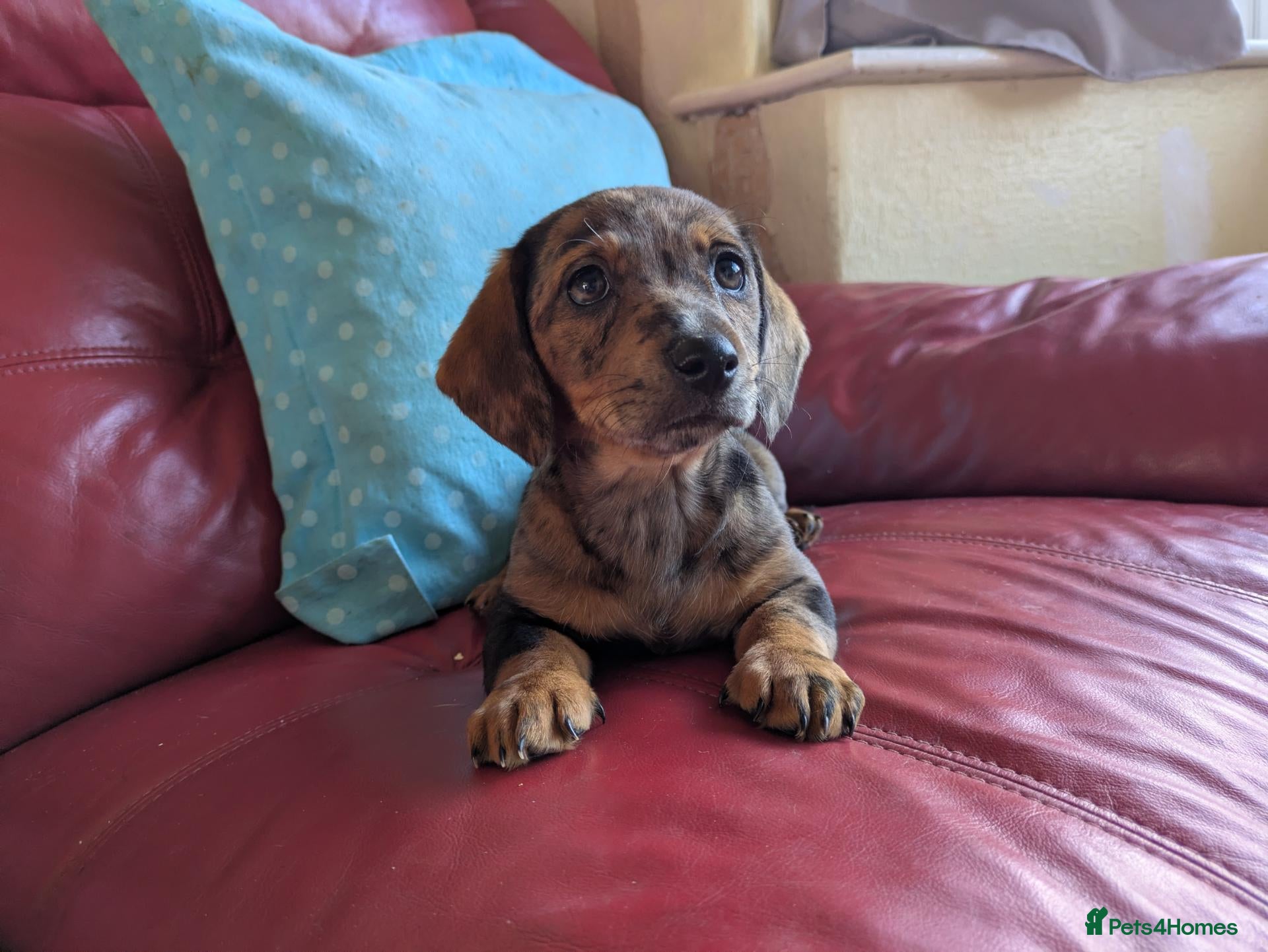 Dachshund dogs Dachshund pups - Advert 1