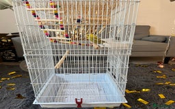 Budgerigars birds for sale: Budgie - Image 3
