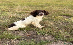 English Springer Spaniel dogs for stud: Ned health tested available for stud in Devizes - Image 2