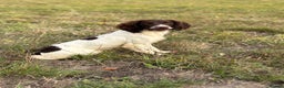 English Springer Spaniel dogs for stud: Ned health tested available for stud in Devizes - Advert 1