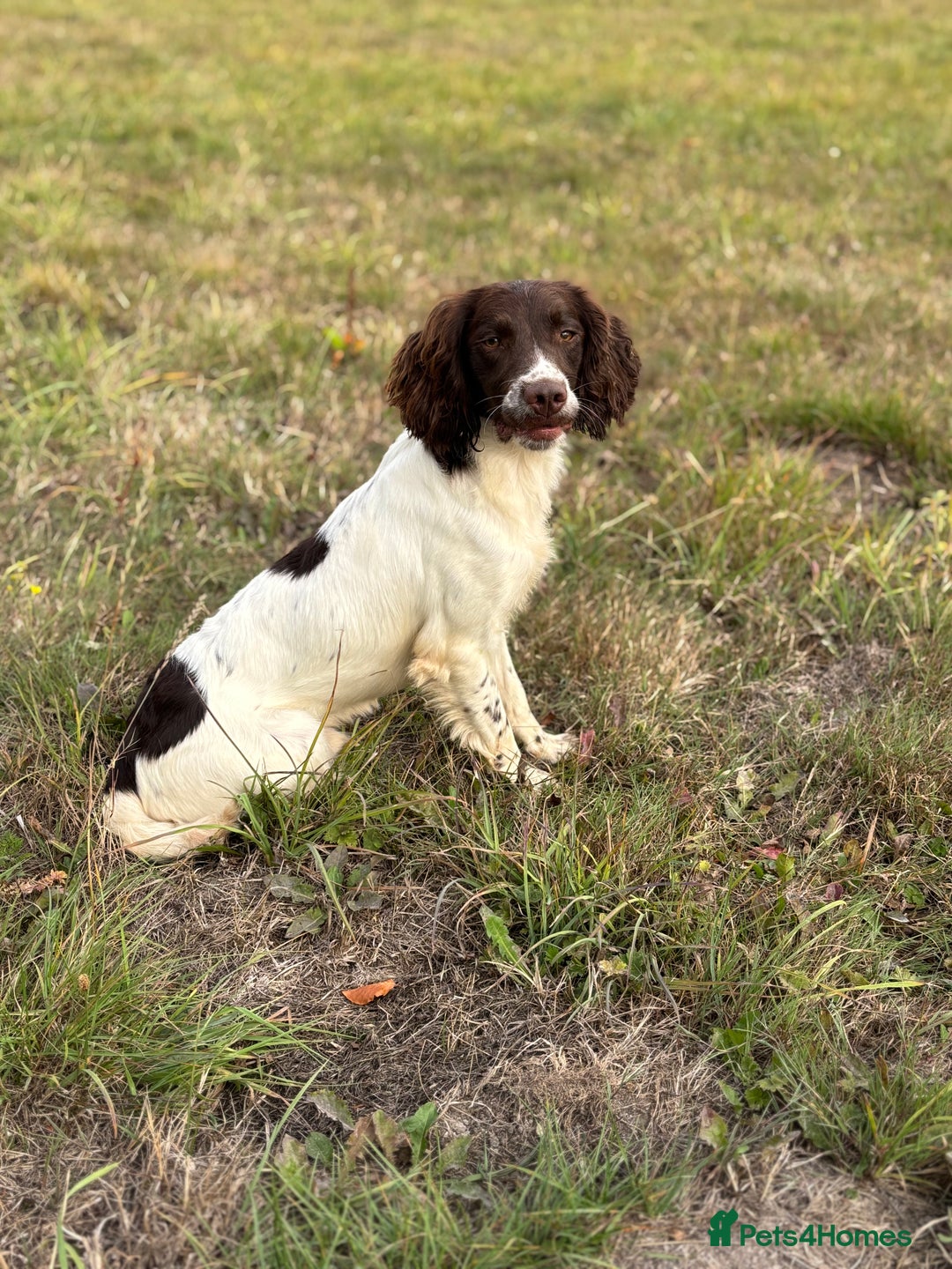 English Springer Spaniel dogs for stud: Ned health tested available for stud in Devizes - Image 2
