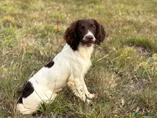 English Springer Spaniel dogs Ned health tested available for stud - Advert 3