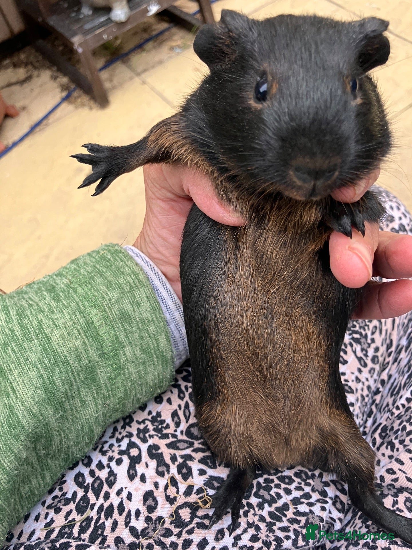 Guinea Pig rodents Pair baby pet Black Tan guinea pig boars / bonded  - Advert 2