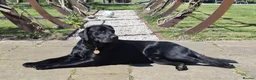 Labrador Retriever dogs for sale: KC Reg Labrador Retriever Puppies Health Tested in Melton Mowbray - Advert 9