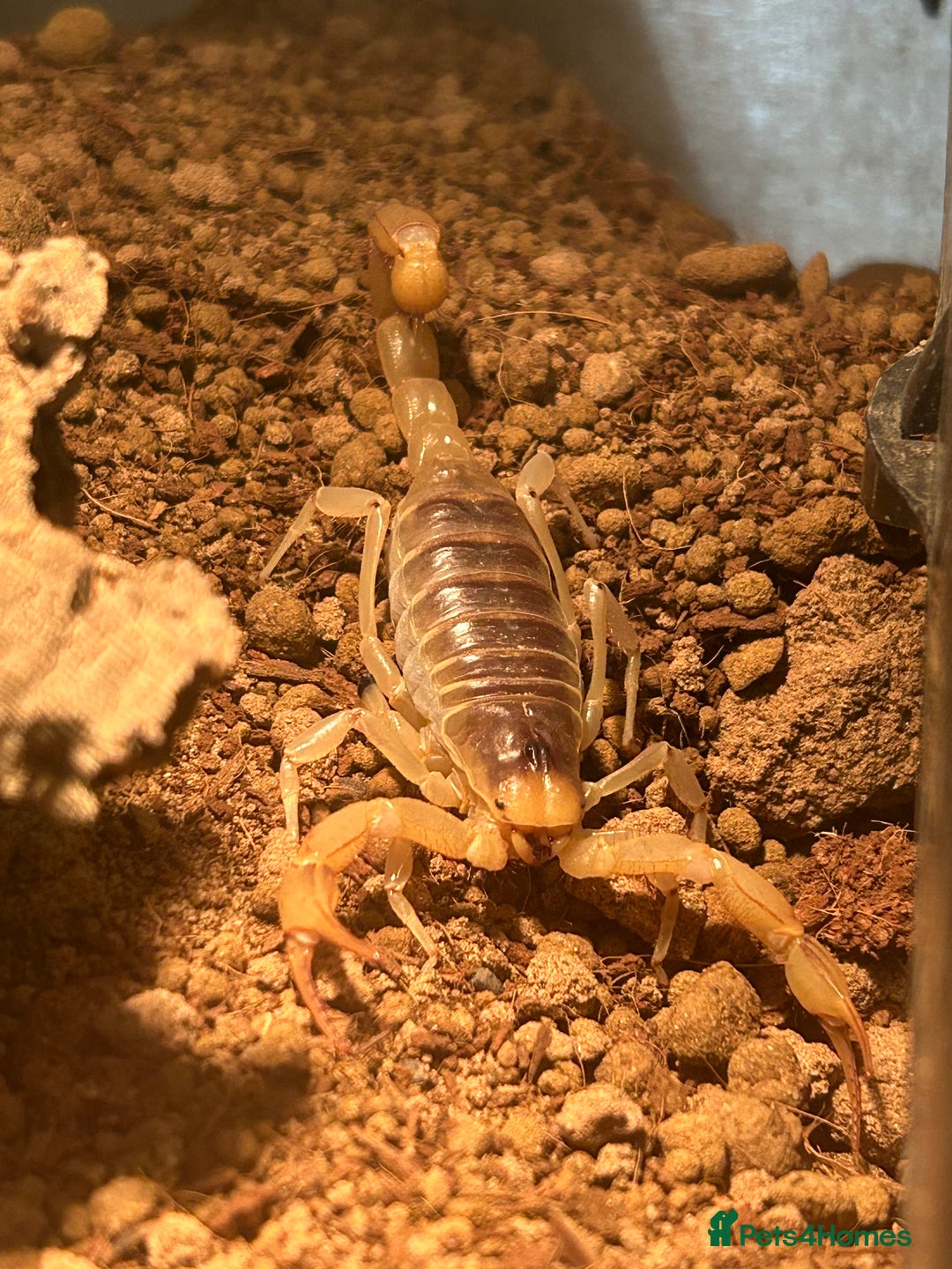 Mixed Breed invertebrates for sale: Rehoming & Rescue (NOT FOR SALE) - Advert 1