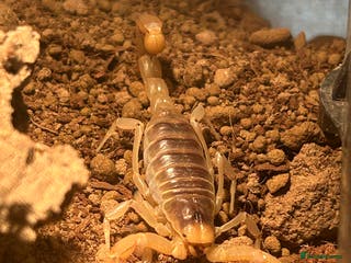 Mixed Breed invertebrates Rehoming & Rescue (NOT FOR SALE) - Advert 1