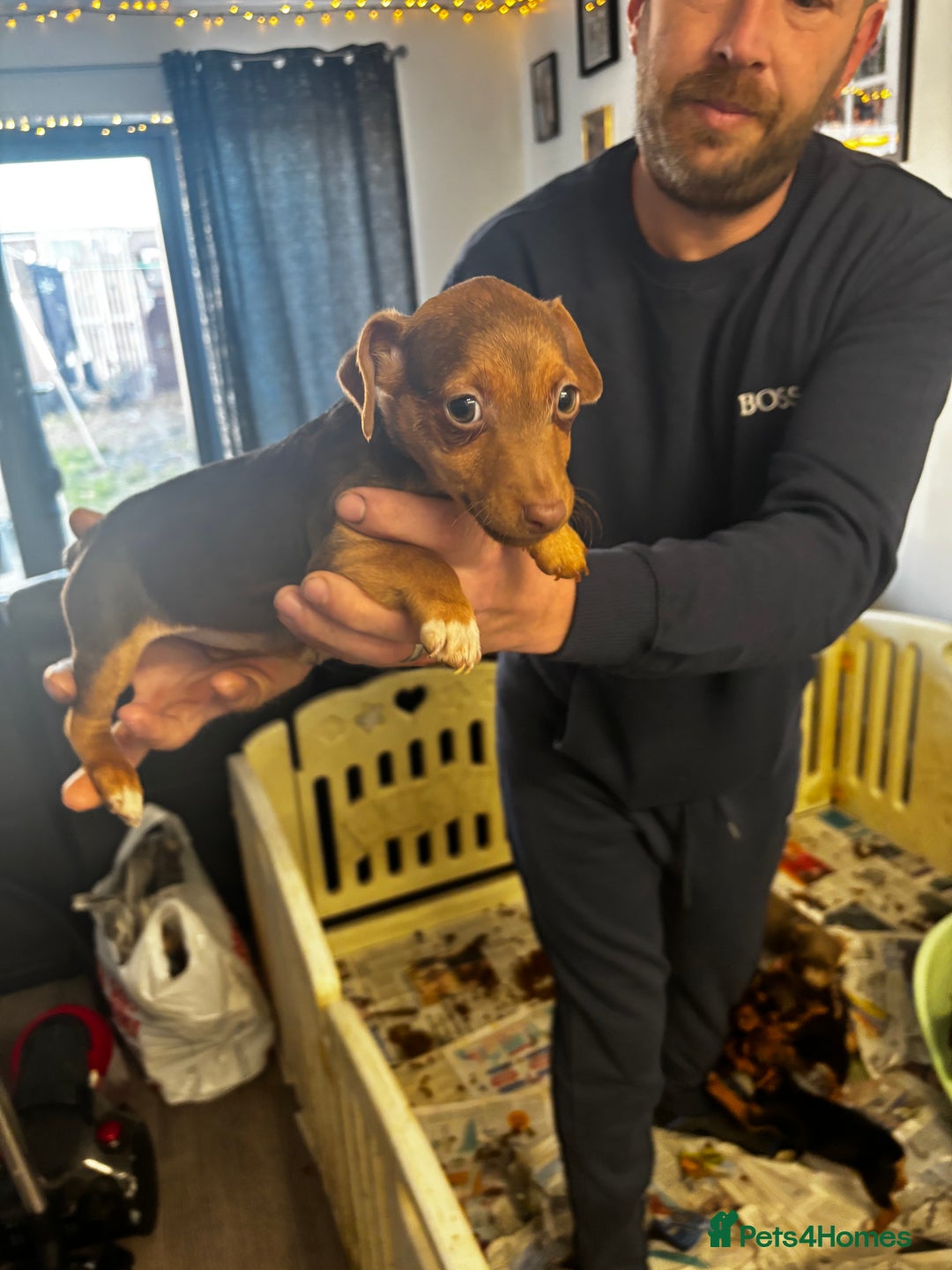 Jack Russell dogs for sale: Beautiful miniature pure Jack Russell’s  - Advert 10