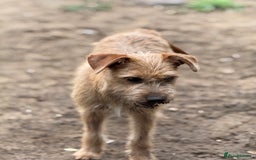 Mixed Breed dogs for adoption: Sweet Sunny Needs LOVE - Image 13