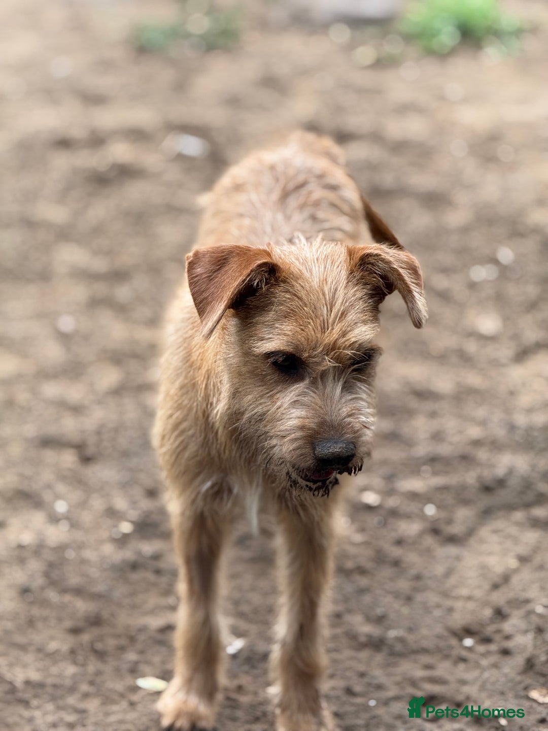 Mixed Breed dogs for adoption: Sweet Sunny Needs LOVE - Image 13
