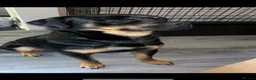 Rottweiler dogs for sale: Dave  - Advert 5