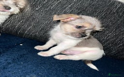Mixed Breed dogs for sale: Mixed breed puppies  - Image 4