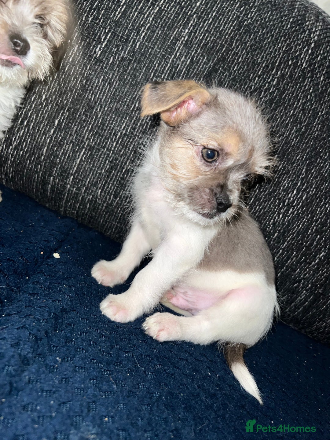 Mixed Breed dogs for sale: Mixed breed puppies  - Image 4