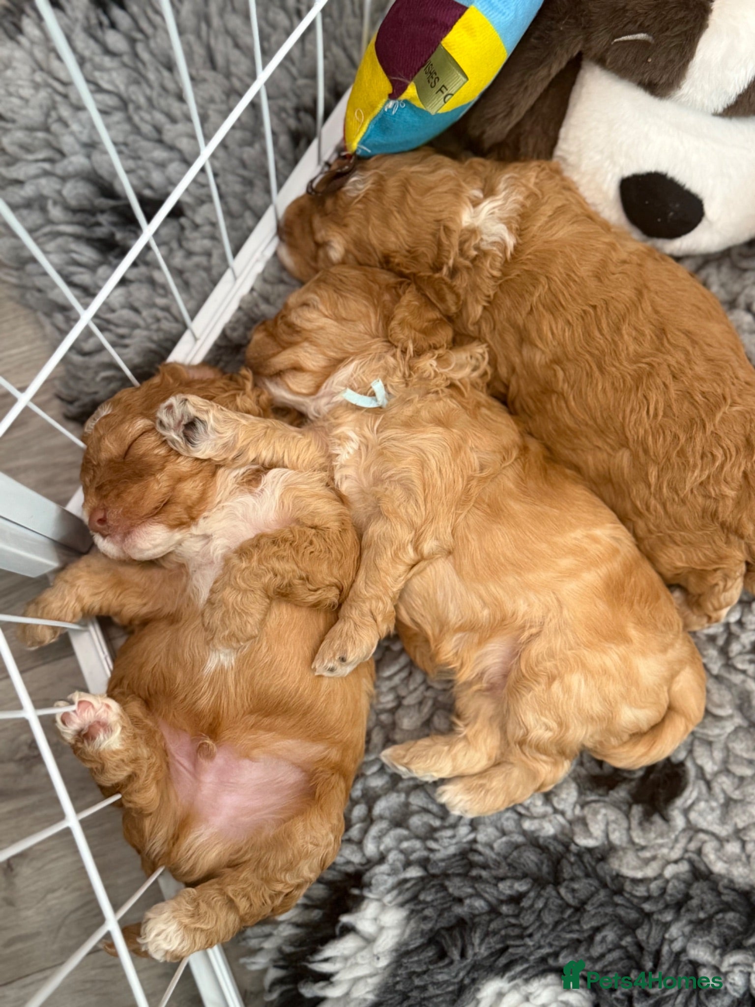 Labradoodle dogs 🐾 Health Tested F1B Mini Labradoodle Puppies 🐾 - Advert 1
