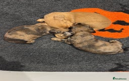 Miniature Dachshund dogs for sale: Beautiful long haired dapple girl  - Image 2