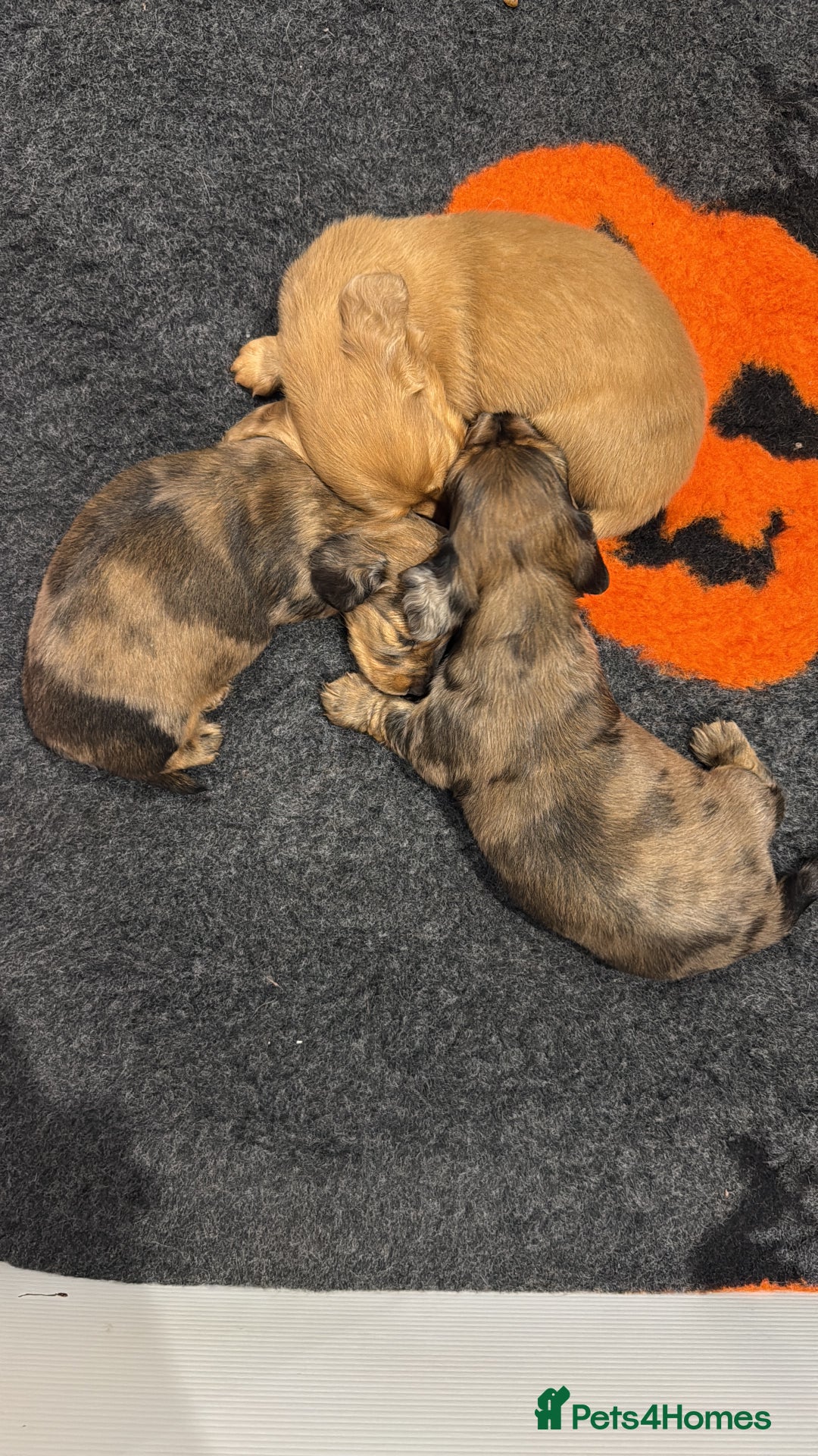 Miniature Dachshund dogs for sale: Beautiful long haired dapple girl  - Image 2