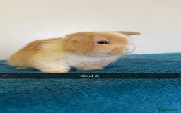 Mini Lop rabbits for sale: Pure mini lops for reserve  - Image 13