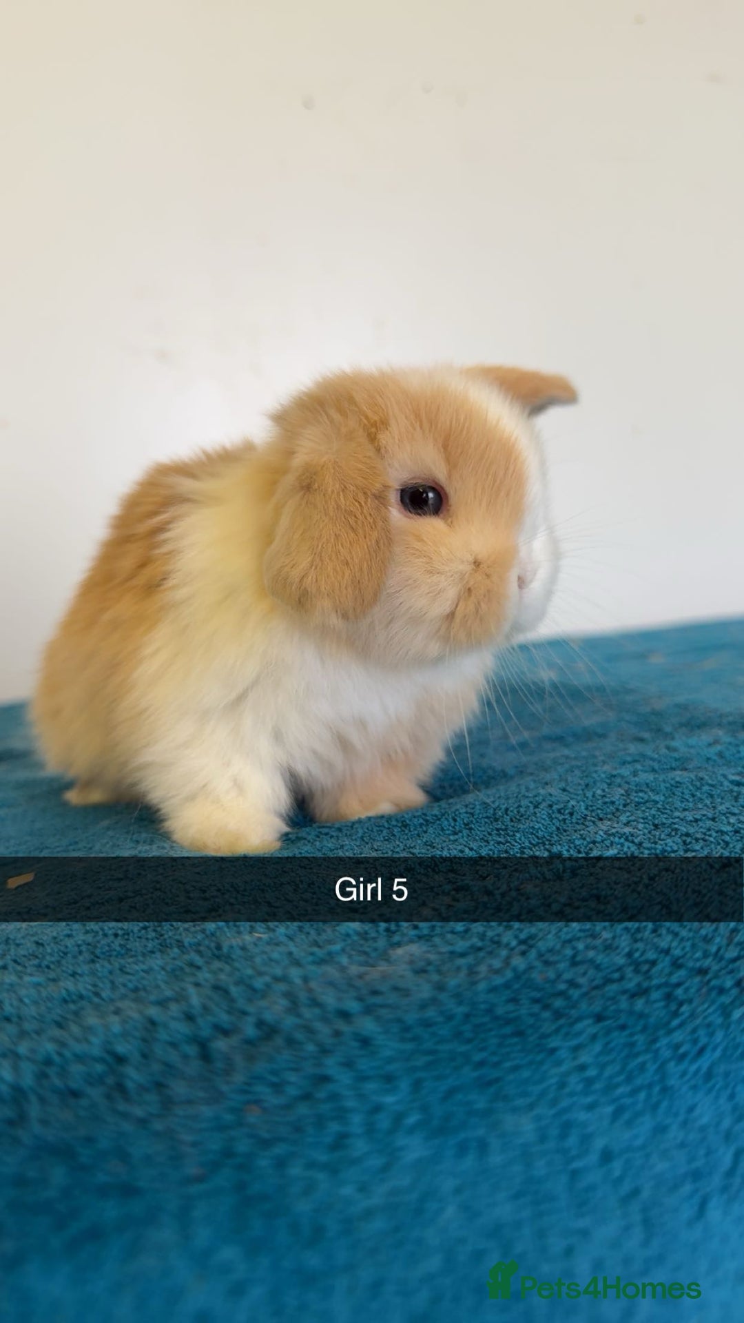 Mini Lop rabbits for sale: Pure mini lops for reserve  - Image 13