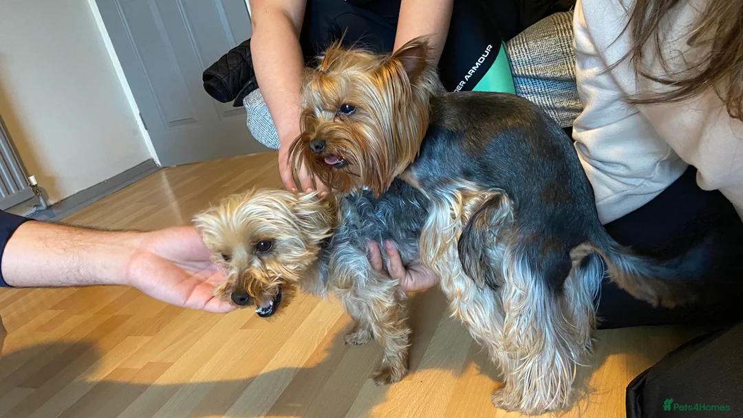 Yorkshire Terrier dogs for stud: Yorkshire terrier for stud  in Hornchurch - Advert 10