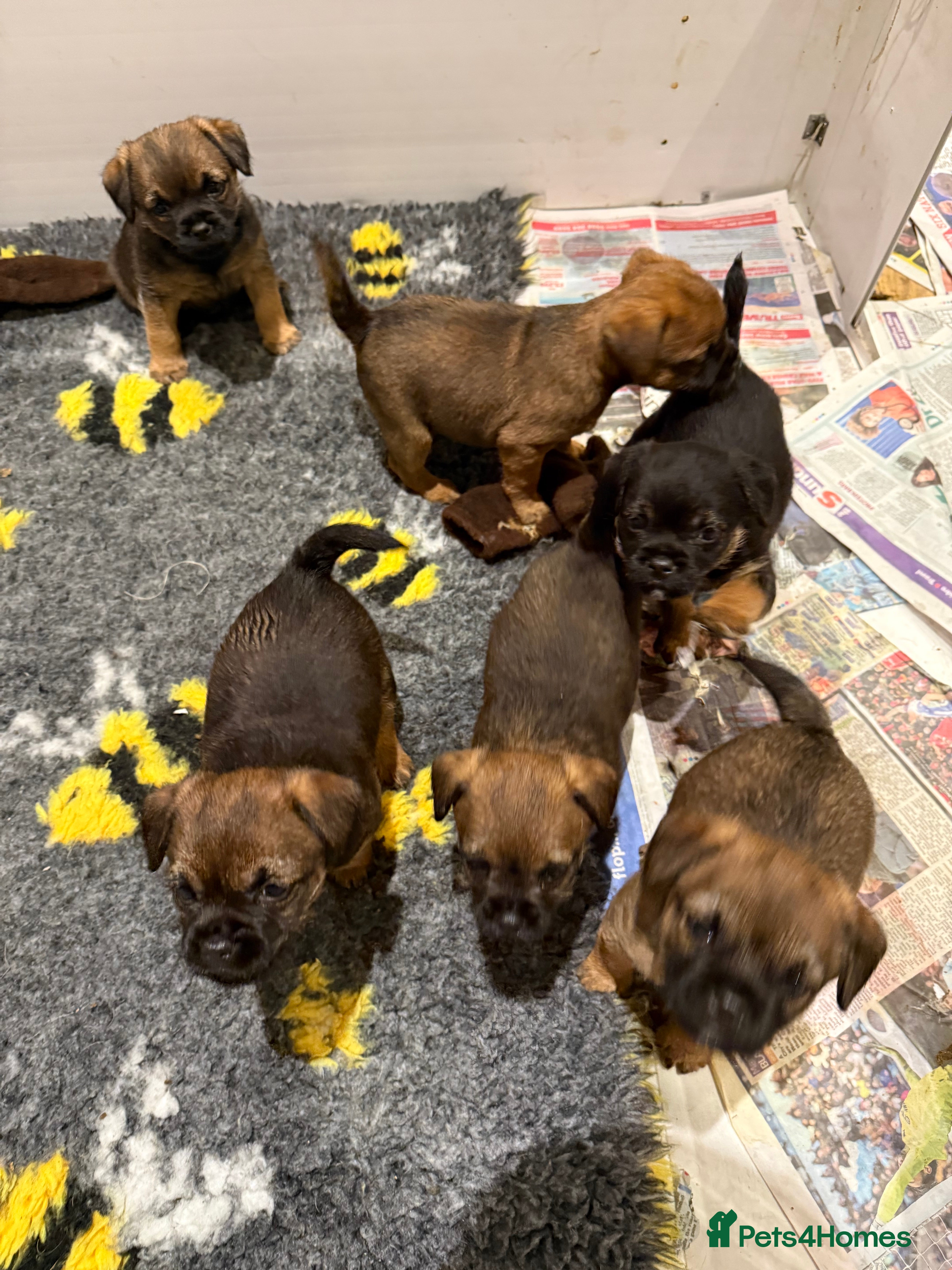 Border Terrier dogs Border Terriers 4 girls 3 boys  - Advert 1