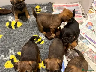 Border Terrier dogs Border Terriers 4 girls 3 boys - Advert 1