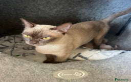 Burmese cats for sale: GCCF-Home raised-BurmeseKittens ready beg January - Image 2