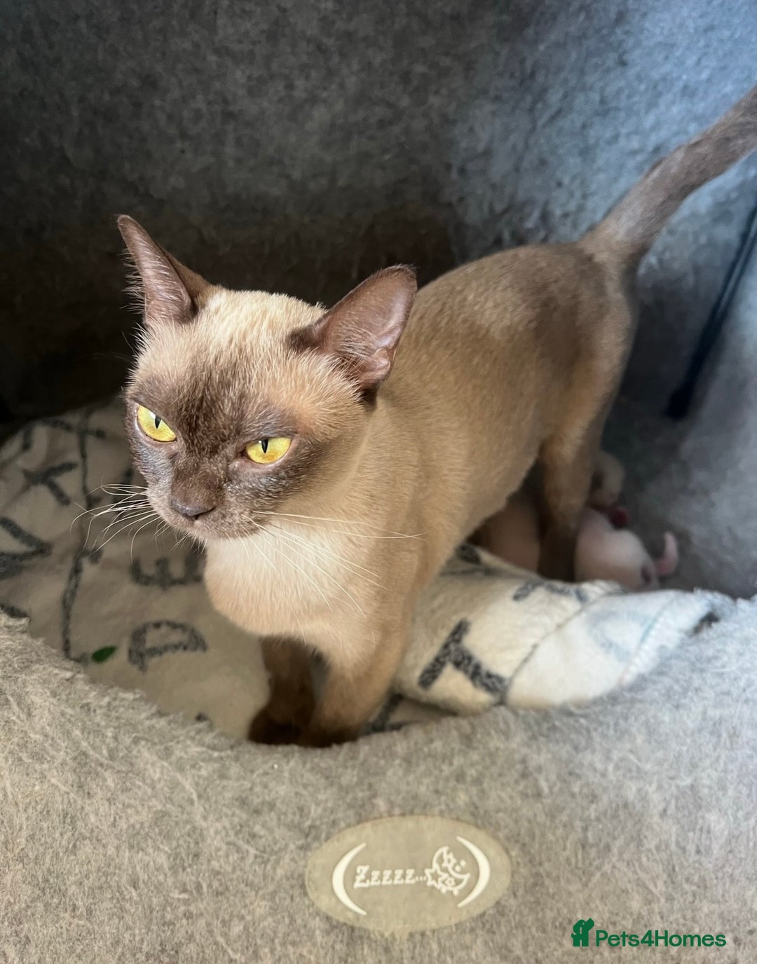 Burmese cats for sale: GCCF-Home raised-BurmeseKittens ready beg January - Image 2