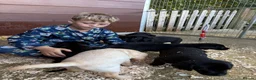 Labrador Retriever dogs for sale: Hereditary clear puppies, absolute beautiful   in Newport - Advert 13