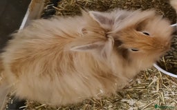 Havana rabbits for sale: Bunnie for sale - Image 1