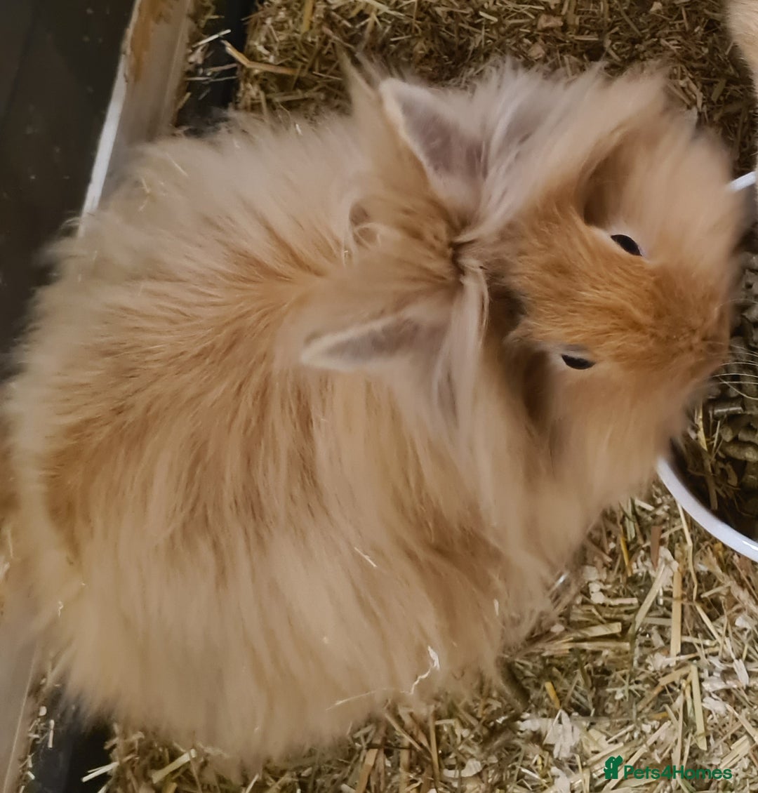 Havana rabbits for sale: Bunnie for sale - Image 1
