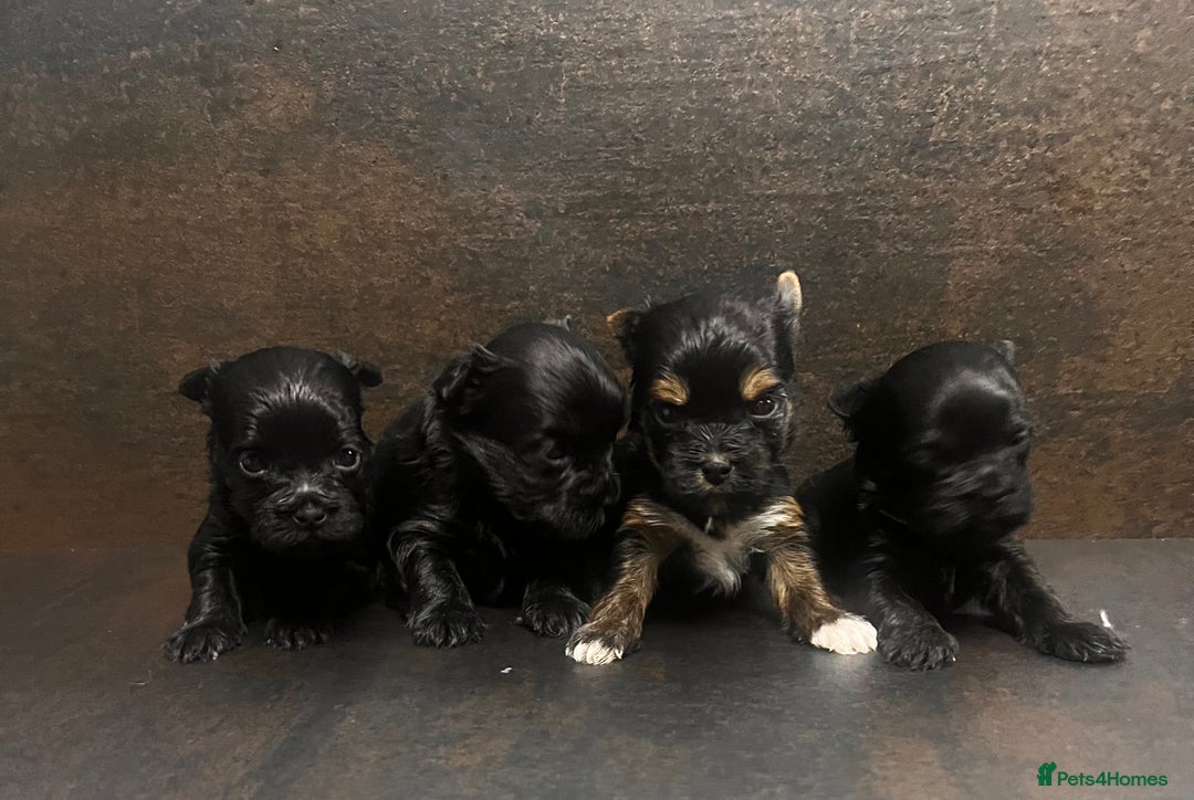 Yorkshire Terrier dogs for sale: ❀ Miniature Yorkshire Terriers – 4 Girls  ❀ - Advert 7