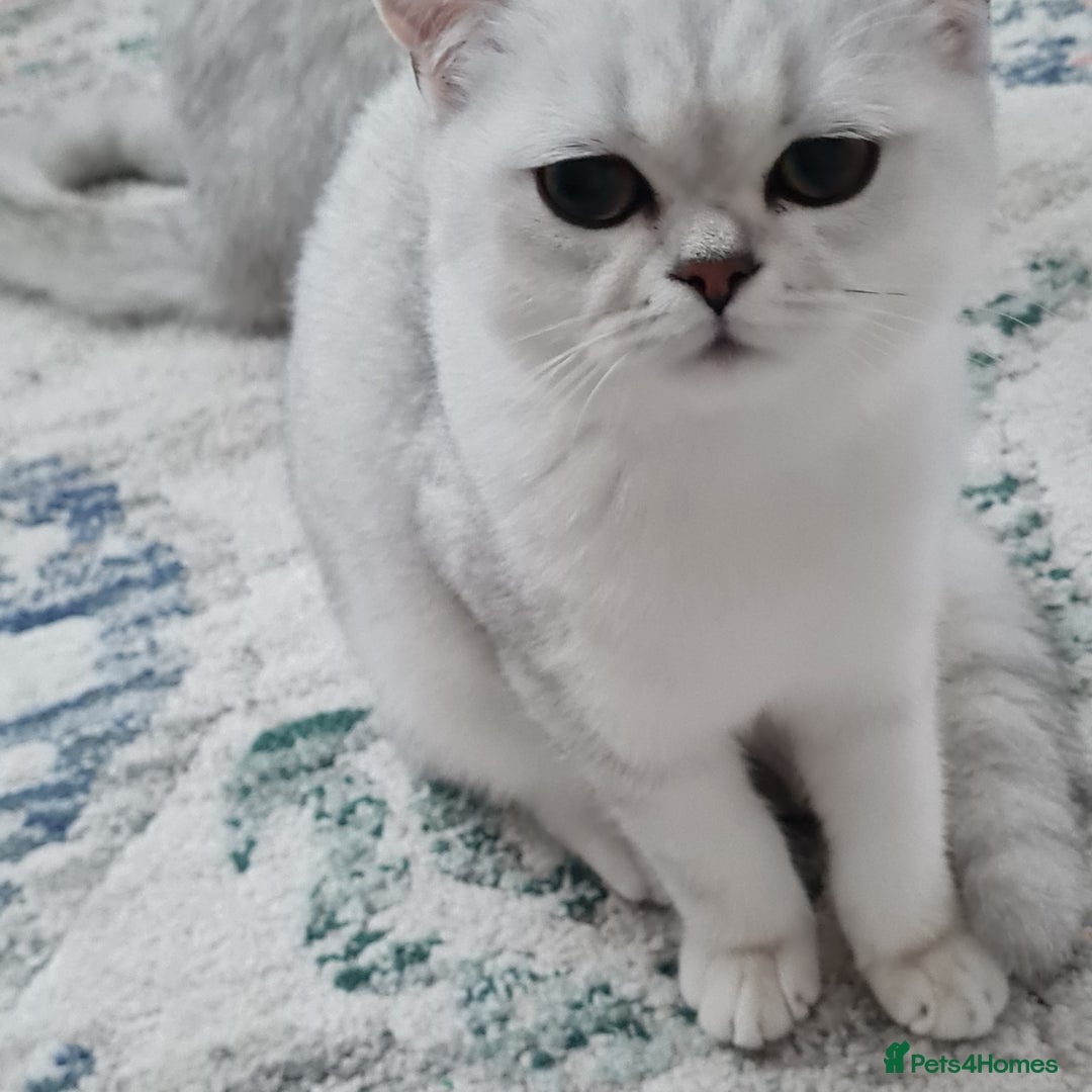 British Shorthair cats for sale: Scotish sorthair chinchilla  - Image 4
