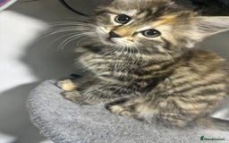 Maine Coon cats for sale: Beautiful main coons kitten for sale  - Image 1